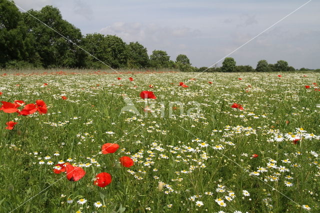 Wild Camomile (Matricaria recutita)