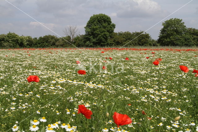 Wild Camomile (Matricaria recutita)