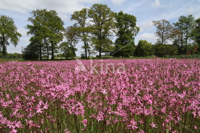 Echte koekoeksbloem (Lychnis flos-cuculi)