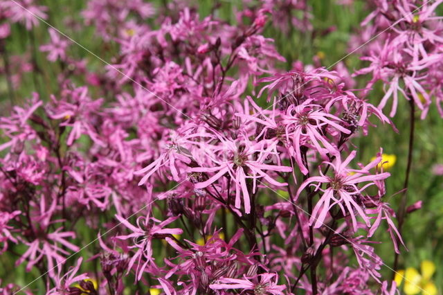 Echte koekoeksbloem (Lychnis flos-cuculi)