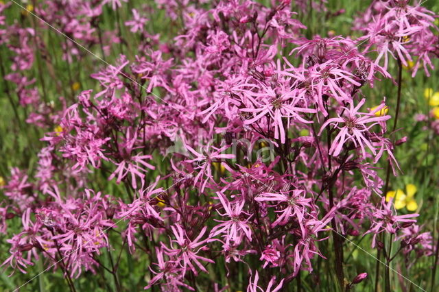 Echte koekoeksbloem (Lychnis flos-cuculi)