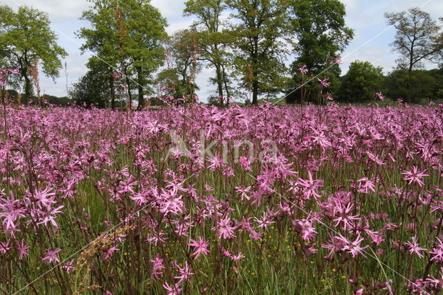 Echte koekoeksbloem (Lychnis flos-cuculi)