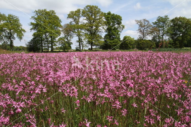 Ragged-Robin (Lychnis flos-cuculi)