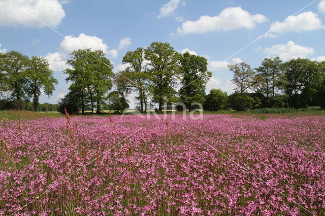 Echte koekoeksbloem (Lychnis flos-cuculi)