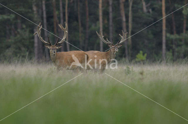 Red Deer (Cervus elaphus)