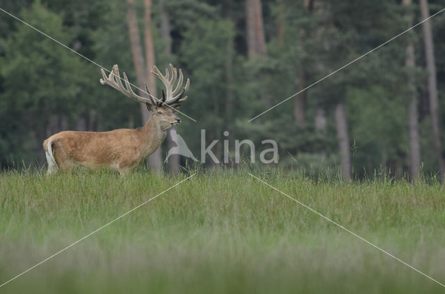 Red Deer (Cervus elaphus)