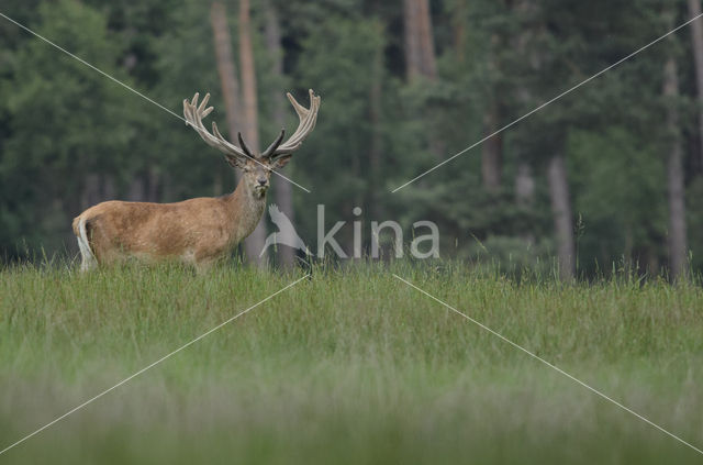 Red Deer (Cervus elaphus)