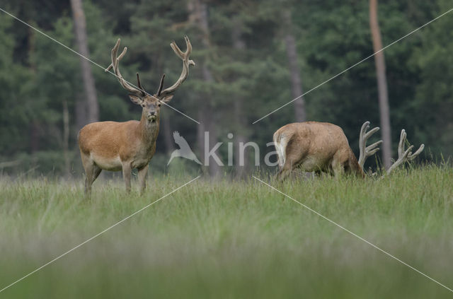 Edelhert (Cervus elaphus)