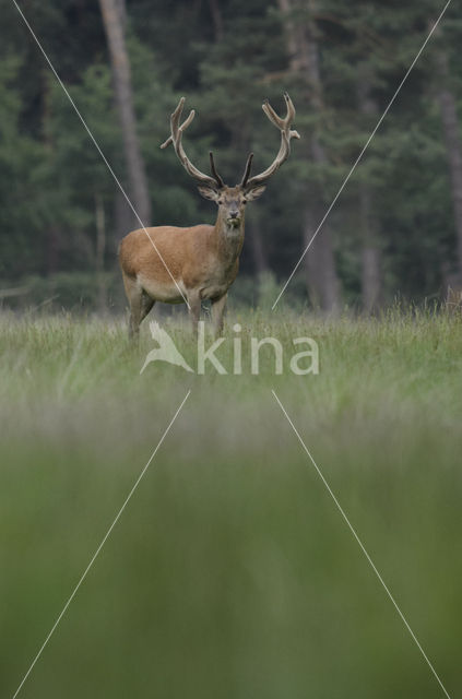 Edelhert (Cervus elaphus)