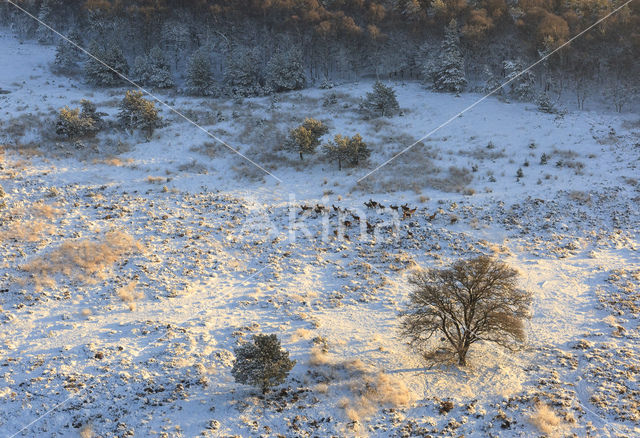 Red Deer (Cervus elaphus)