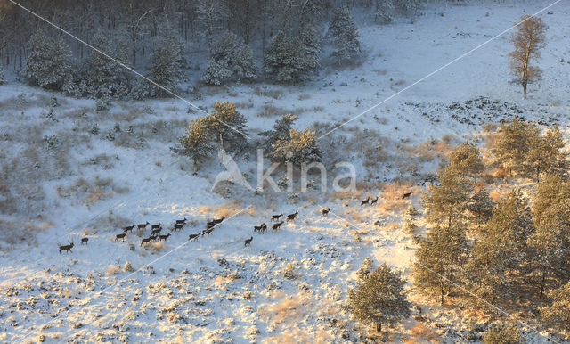 Red Deer (Cervus elaphus)