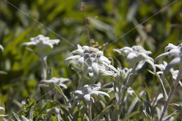 Edelweiss (Leontopodium alpinum)