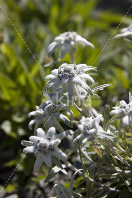 Edelweiss (Leontopodium alpinum)