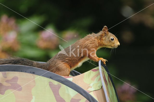 Red Squirrel (Sciurus vulgaris)