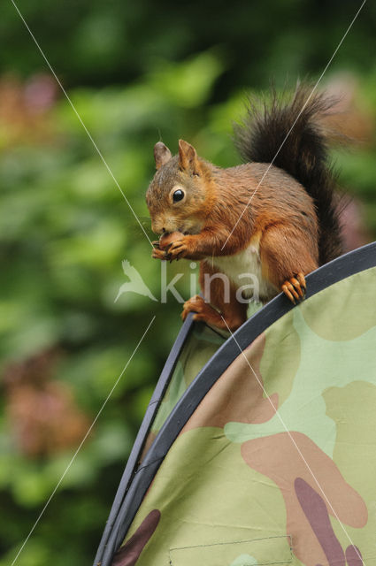 Red Squirrel (Sciurus vulgaris)