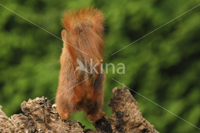 Red Squirrel (Sciurus vulgaris)