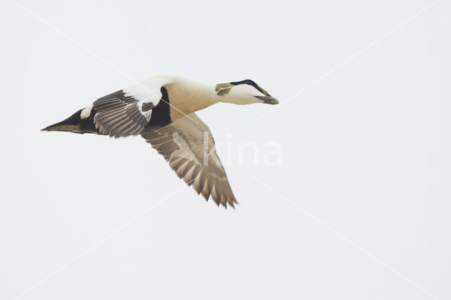 Eider (Somateria mollissima)