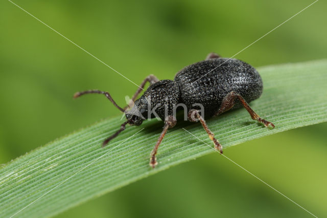 Eironde lapsnuitkever (Otiorhynchus ovatus)