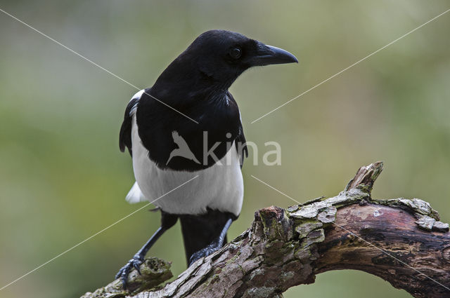 Black-billed Magpie (Pica pica)