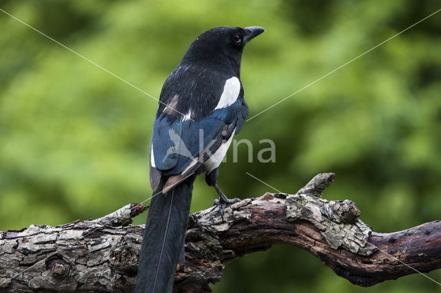 Black-billed Magpie (Pica pica)