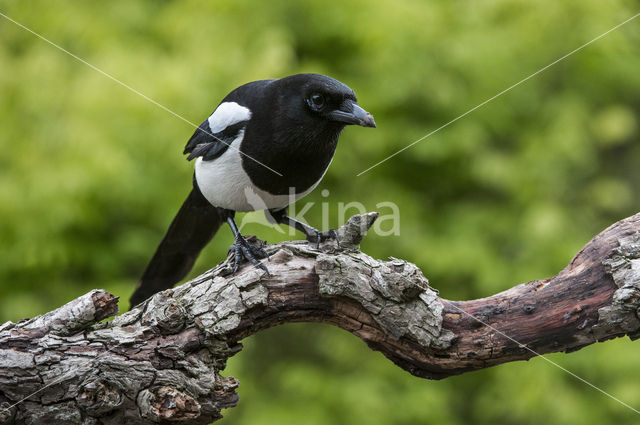 Black-billed Magpie (Pica pica)