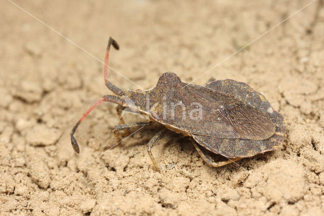 Enoplops scapha