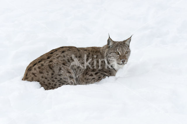 Euraziatische lynx (Lynx lynx)