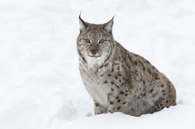 Euraziatische lynx (Lynx lynx)