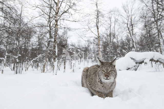 Eurasian Lynx (Lynx lynx)