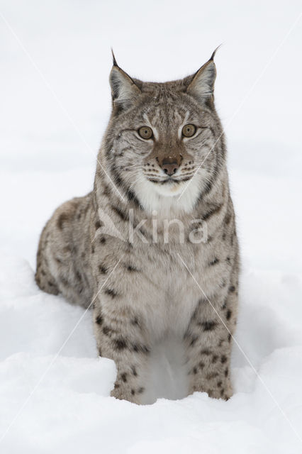 Eurasian Lynx (Lynx lynx)