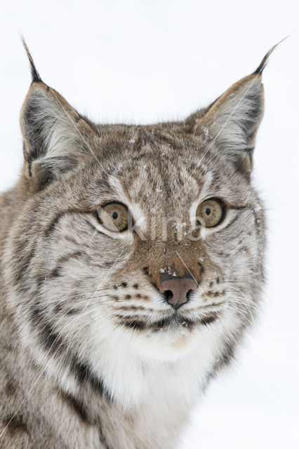 Euraziatische lynx (Lynx lynx)