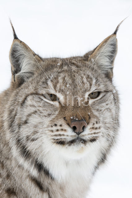 Euraziatische lynx (Lynx lynx)