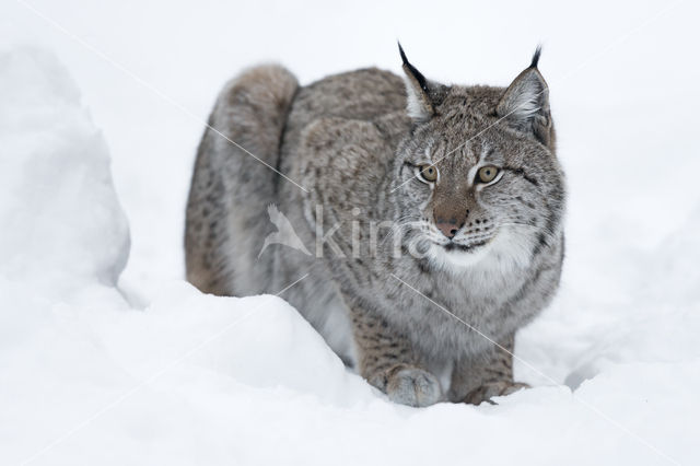 Euraziatische lynx (Lynx lynx)