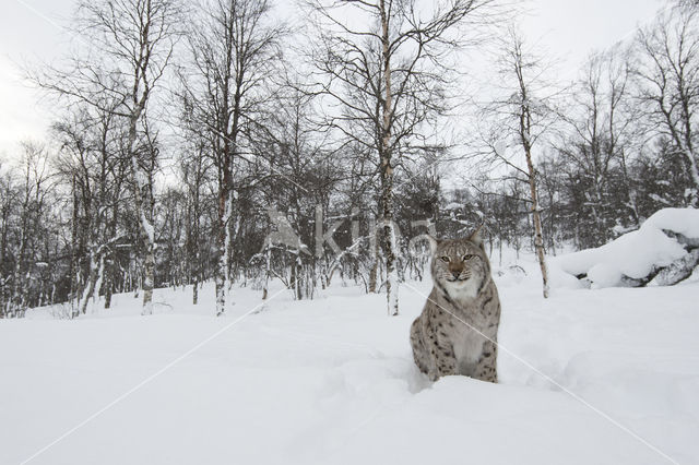 Euraziatische lynx (Lynx lynx)