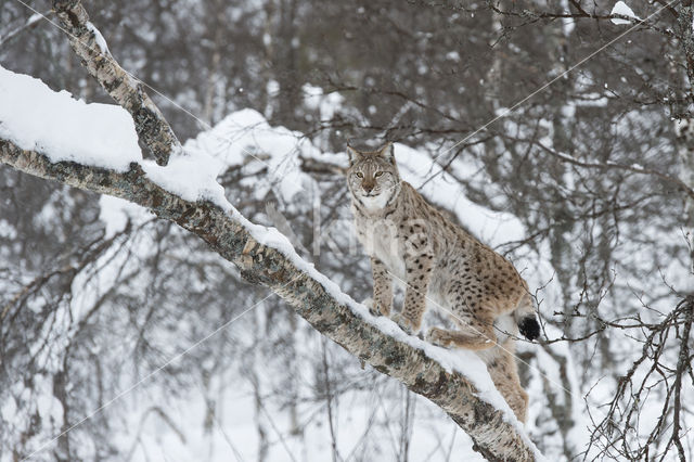 Euraziatische lynx (Lynx lynx)