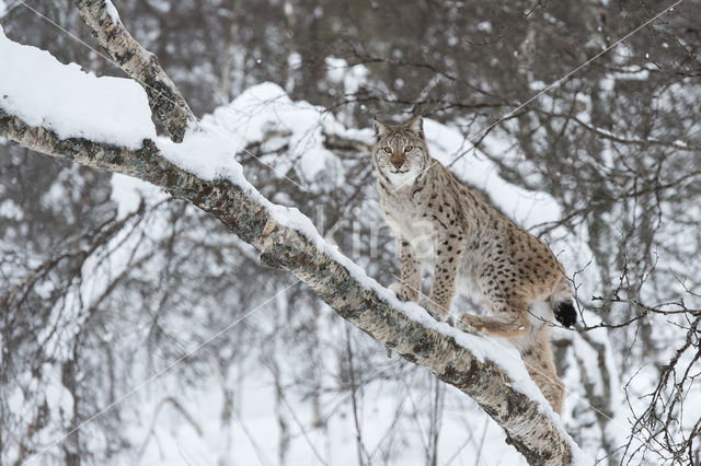 Euraziatische lynx (Lynx lynx)