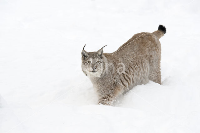 Euraziatische lynx (Lynx lynx)