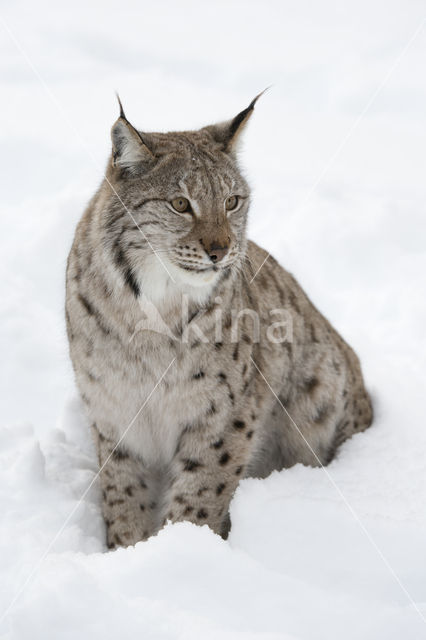 Euraziatische lynx (Lynx lynx)