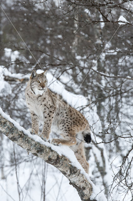 Euraziatische lynx (Lynx lynx)