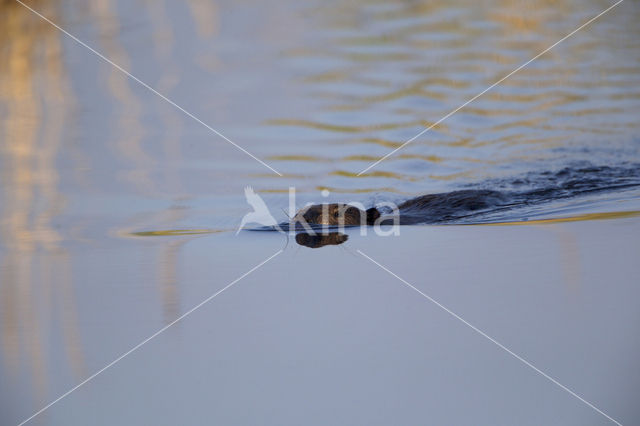 Eurasian beaver (Castor fiber)