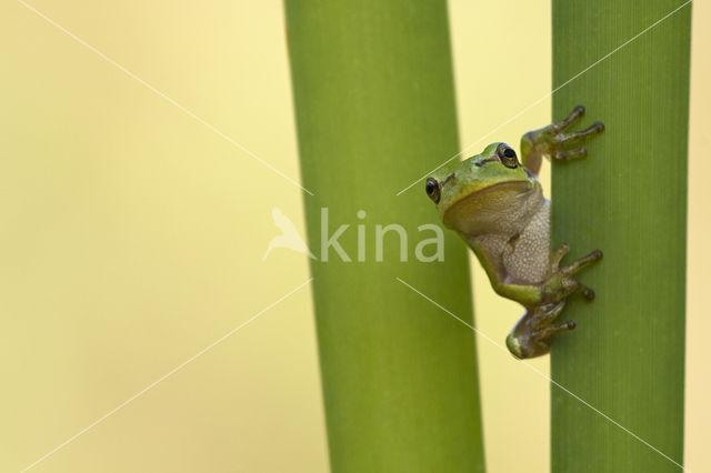 Europese boomkikker (Hyla arborea)