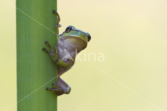 Europese boomkikker (Hyla arborea)