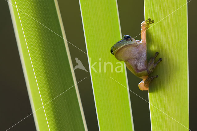 European Tree Frog (Hyla arborea)