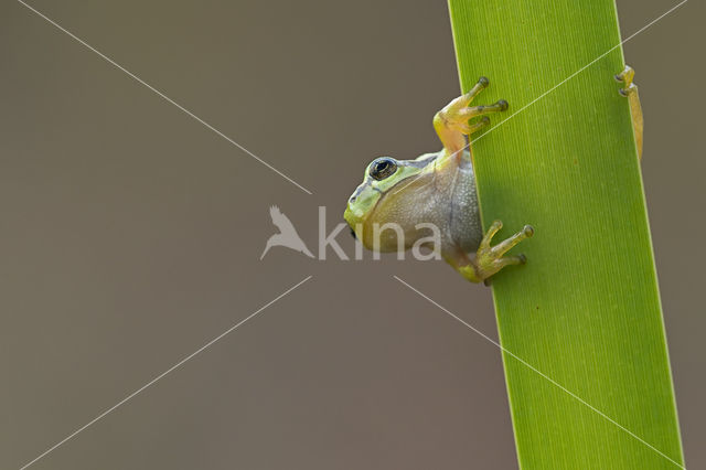 European Tree Frog (Hyla arborea)