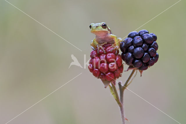 European Tree Frog (Hyla arborea)