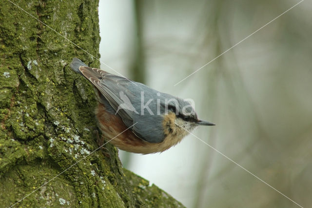 Europese Boomklever (Sitta europaea)