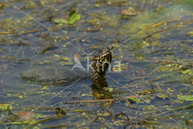 Europese moerasschildpad (Emys orbicularis)