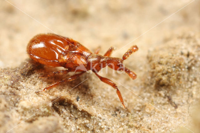 Geel knotskevertje (Claviger testaceus)