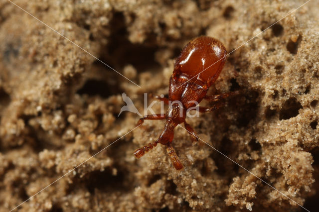 Geel knotskevertje (Claviger testaceus)