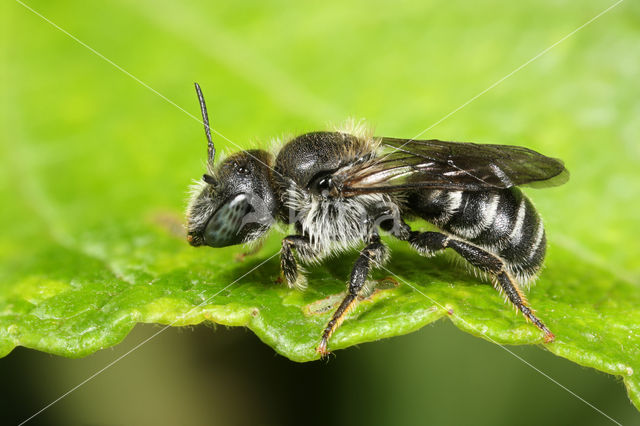 Geelgespoorde houtmetselbij (Osmia claviventris)